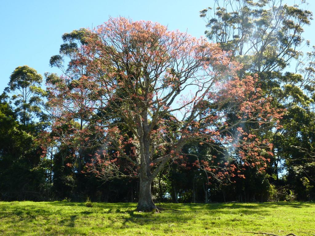 Bellthorpe Stays Maleny Exterior foto