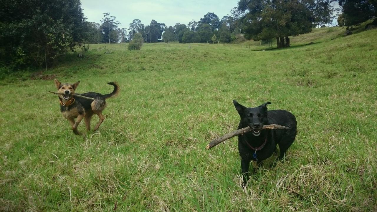 Bellthorpe Stays Maleny Exterior foto