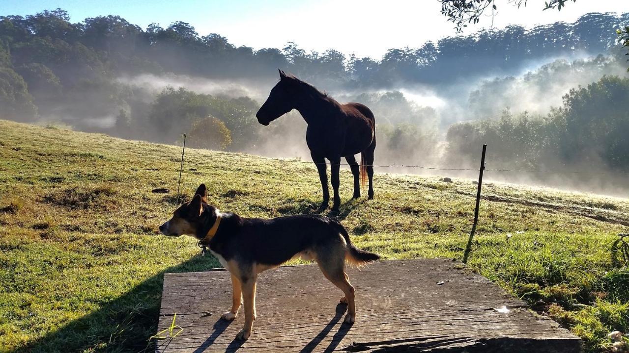 Bellthorpe Stays Maleny Exterior foto