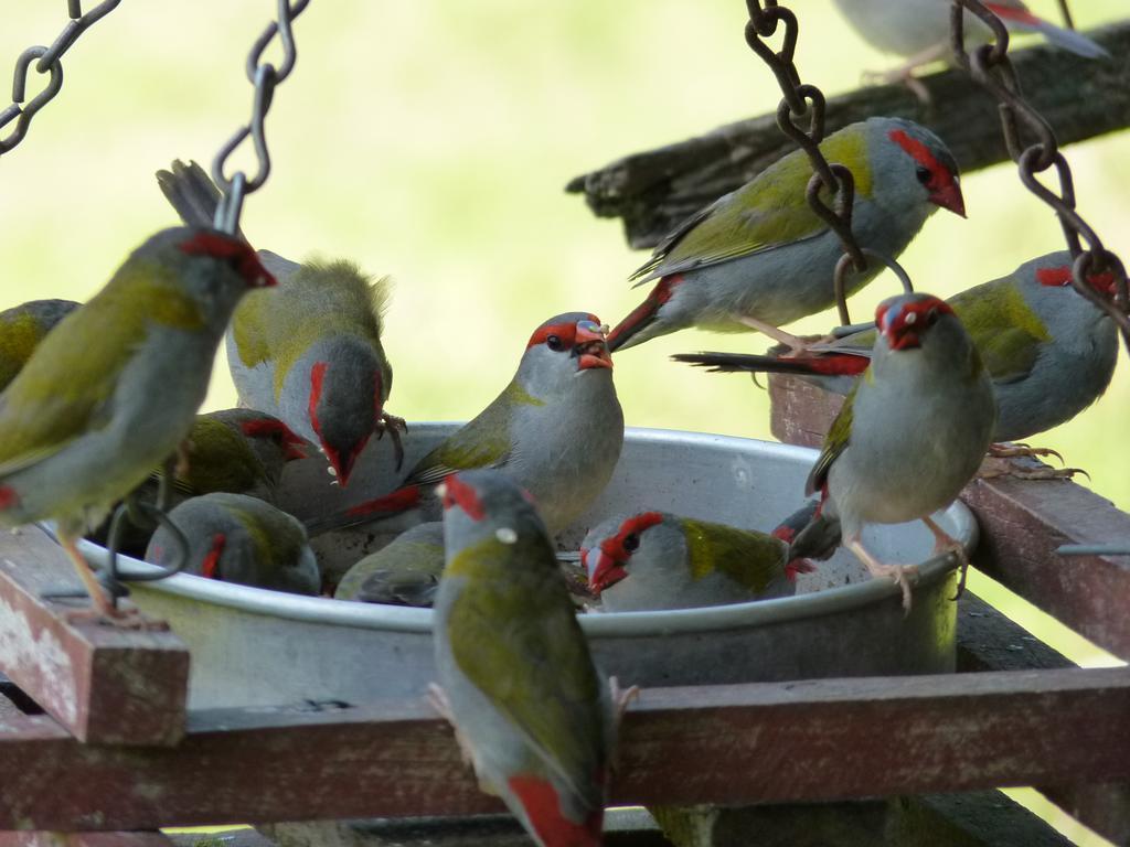 Bellthorpe Stays Maleny Exterior foto