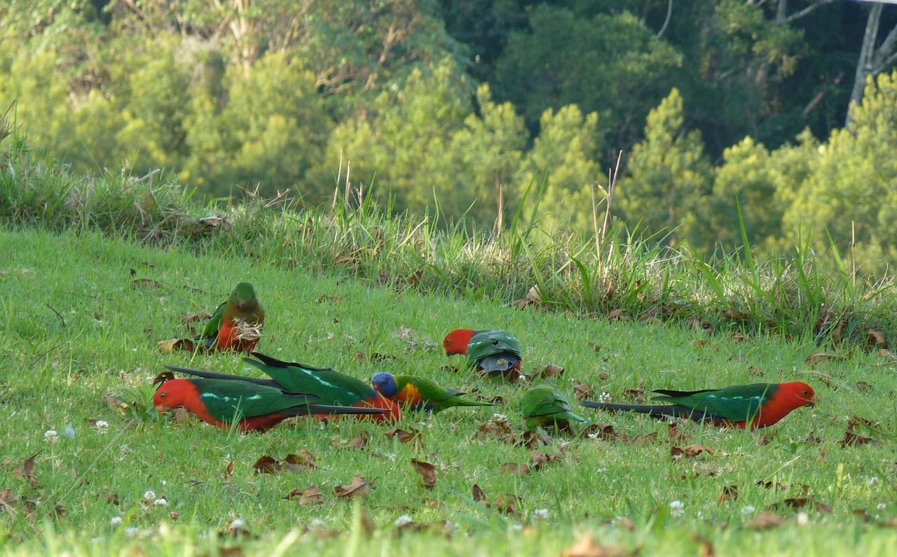 Bellthorpe Stays Maleny Exterior foto