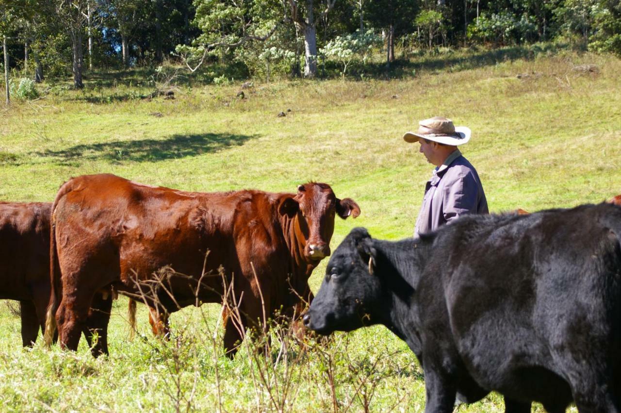 Bellthorpe Stays Maleny Exterior foto